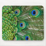 Peacock Feathers Mouse Pads