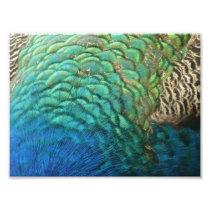 Peacock Feathers Photo Print