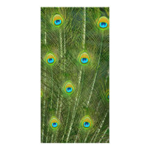 Peacock feathers picture card