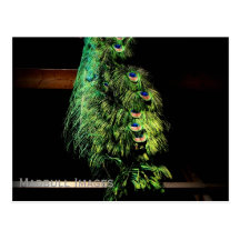 Peacock Feathers Post Card