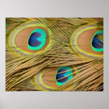 Peacock Feathers Poster