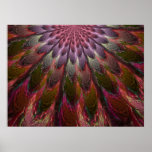 Peacock Feathers posters