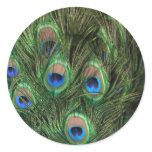 Peacock Feathers