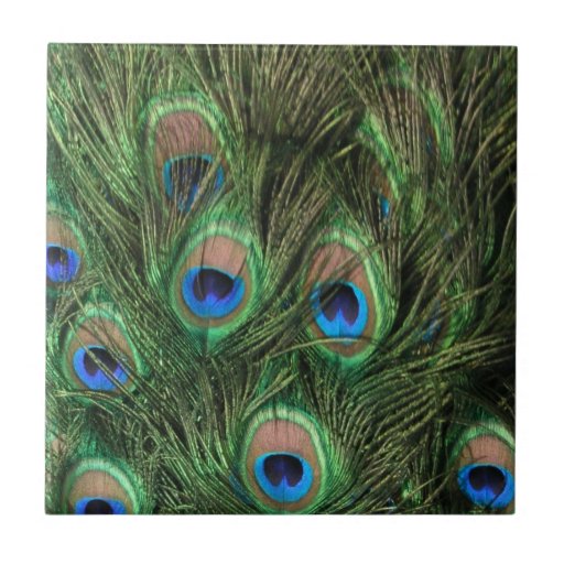 Peacock Feathers Ceramic Tile