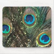 Peacock Feathers with Rocks