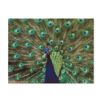 Peacock Foilage Postcard