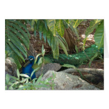 peacock greeting card
