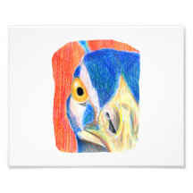 Peacock head coloured pencil drawing sketch photo