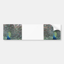 Peacock male in full fan photograph bumper sticker
