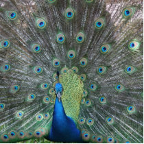 Peacock male in full fan photograph