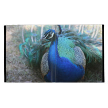 Peacock male on ground head turned left iPad case