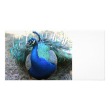 Peacock male on ground head turned left picture card
