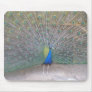 Peacock Mouse Mats