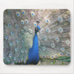 Peacock  mousepad