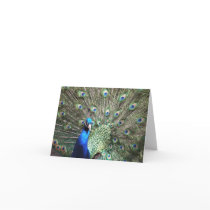 Peacock note card