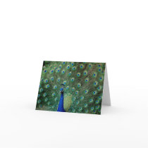 Peacock, note card