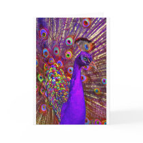 Peacock of a million colours