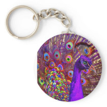 peacock of a million colours