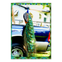 Peacock on a Pickup Card