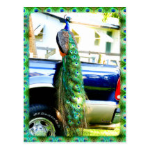 Peacock on a Pickup Postcard
