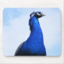 Peacock on wall mouse pads