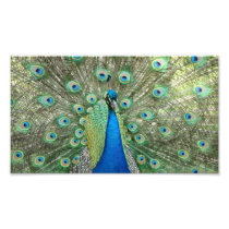 Peacock Photo Print