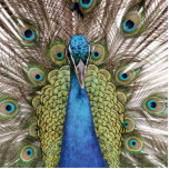 Peacock Photo Sculptures