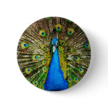 Peacock Pin
