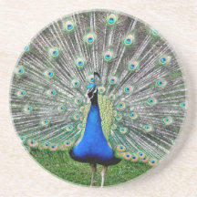Peacock Plume Coaster