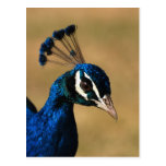 Peacock Post Card