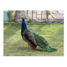 peacock post card
