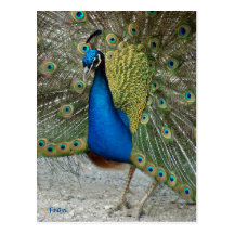 peacock post cards