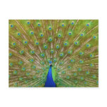 Peacock Postcards