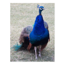 peacock postcard