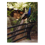Peacock Postcard