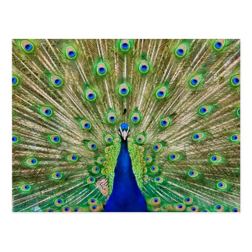 Peacock Postcard