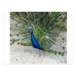 peacock postcard