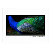 Peacock Postcard