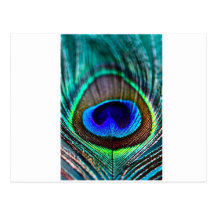 peacock postcards