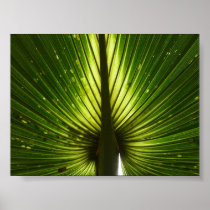"Peacock" Print