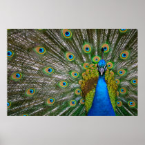 Peacock Poster