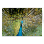 Peacock Pride Greeting Card