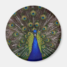 Peacock Refrigerator Magnet