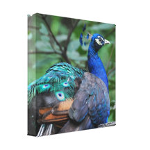 Peacock Roosting Canvas Print