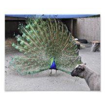 Peacock scared by a Sheep Photographic Print