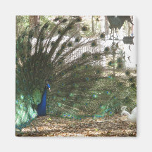 Peacock Showoff Magnets