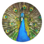 Peacock Stickers