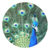 Peacock, stickers