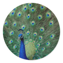 Peacock, stickers
