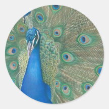 Peacock Stickers